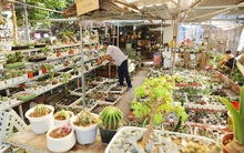 Hoa mắt với vườn xương rồng hơn 10.000 cây của chú Phúc miền Tây: "Có loại sống đến năm 30 tuổi mới ra hoa rồi chết"