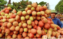 Bắc Giang xuất khẩu 15 tấn vải thiều sang thị trường Nhật Bản