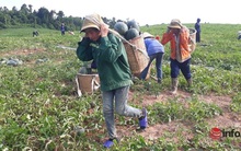 Giá dưa hấu Thanh Hóa rớt thảm, chỉ còn dưới 4.000 đồng/kg