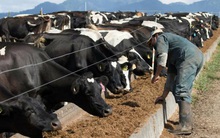 Sự bùng nổ của thị trường hàng hoá lan rộng, giá sữa dự kiến sẽ tăng cao chưa từng thấy