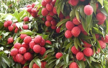 Thủ tướng chỉ đạo tháo gỡ khó khăn tiêu thụ nông sản cho Bắc Giang