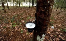 Cầu cao su tăng nhanh hơn cung đang kích thích giá tăng