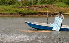 Người chăn nuôi gặp khó