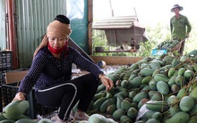 Mận hậu và xoài Sơn La lên sàn thương mại điện tử