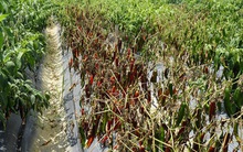 Giá ớt tiếp tục rơi tận đáy, nông dân bỏ mặc ruộng ớt chín cây