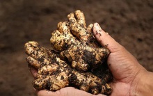 Ăn gừng sai cách có thể gây ung thư đấy! Đây là 3 điều cấm kỵ khi ăn nó cho ai chưa biết