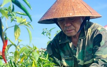 Nông dân Hà Tĩnh rớt nước mắt vì…ớt