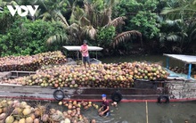 Dừa xiêm xanh đạt giá cao nhất trong vòng một năm qua