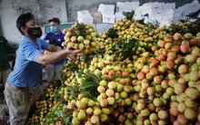 Bắc Giang đề nghị không dùng từ "giải cứu" vải thiều