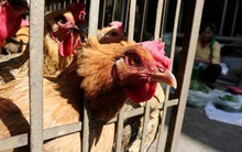 Trung Quốc phát hiện người đầu tiên nhiễm virus cúm gia cầm H10N3