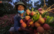 Ảnh: Người dân Bắc Giang thắp đèn từ 2 giờ sáng, đi thu hoạch vải thiều xuyên đêm