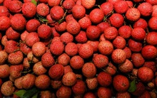 Người Bắc Giang tất bật trong mùa vải