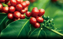 Bà trùm lĩnh vực cà phê ra chiêu độc chiếm đoạt gần 70 tỉ đồng