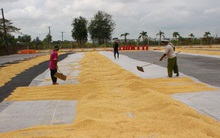 Xuất khẩu gạo Việt Nam giảm cả về lượng lẫn giá trị