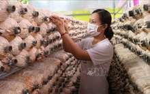 'Đổi đời' từ trồng nấm bào ngư