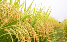 Vinaseed (NSC) sắp chi trả cổ tức bằng tiền mặt đợt 1/2020 với tỷ lệ 20%