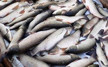 Làm rõ nguyên nhân thủy sản đồng loạt chết bất thường