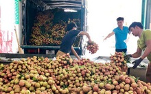 Gần 30.000 tấn vải ở Hải Dương đã được tiêu thụ