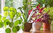 12 loại cây cảnh được NASA gợi ý nên trồng trong nhà để lọc không khí và cải thiện sức khỏe