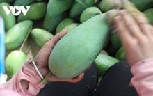 Sơn La xuất khẩu và tiêu thụ gần 7.000 tấn xoài Mường La
