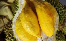 Quả sầu riêng có 2 bộ phận rất quý giá: Tận dụng để chữa bệnh rất tốt nhưng tiếc là ai cũng vứt đi