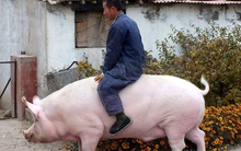 Lợn khổng lồ to bằng cả 1 con hà mã khiến giá thịt heo ở Trung Quốc lao dốc không phanh