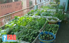 Muốn trồng cây trên khoảng đất nhỏ nhưng nắng "không thể chạm đến" thì nên chọn cây gì?