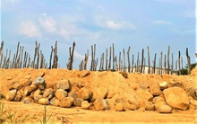 Nông dân rục rịch trồng mới hồ tiêu sau khi giá tăng phi mã, chuyên gia cảnh báo cẩn trọng