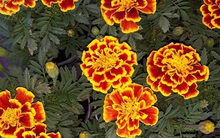 11 loại cây cảnh bạn nên trồng để vừa làm đẹp nhà vừa đuổi muỗi, côn trùng hiệu quả