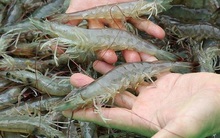 Tái diễn bơm tạp chất vào tôm