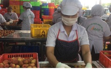 Gần 2/3 sản lượng vụ vải sớm của Hải Dương đã được xuất khẩu