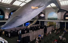 Những địa điểm tiêm vaccine COVID-19 độc lạ trên toàn thế giới