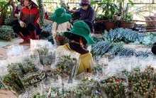 Hàng chục triệu cành hoa Tết Đoan Ngọ ở Đà Lạt ‘tắc’ đầu ra