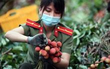 Ảnh: Công an huyện Lục Ngạn, Bắc Giang chung tay thu hoạch vải cùng bà con ngay từ đầu vụ