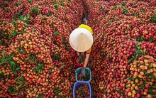 Vải thiều Việt Nam được nhiều quốc gia "mê tít": Xuất khẩu hàng nghìn tấn, giá bán có thể lên tới 550k/kg