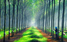 Cao su Đồng Phú (DPR) lên kế hoạch thâu tóm Cao su Đồng Phú - Đắk Nông (DPD)