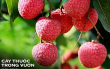 Quả vải được tận dụng làm thuốc chữa suy nhược, đau răng hay viêm họng... siêu hay