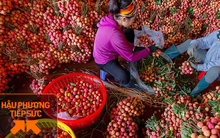 Một nông dân Bắc Giang livestream 10 phút bán 2 tấn vải thiều