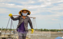 Giá muối xuống thấp, diêm dân không mấy 'mặn mà'