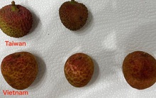 Góc tự hào: Vải thiều Việt Nam đẹp vượt trội so với vải Trung Quốc