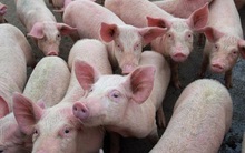 Kịch tính như khủng hoảng thịt lợn ở Trung Quốc