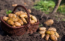 Ngoài khoai tây mọc mầm còn có loại khoai tây khác bạn không được ăn, nếu chủ quan thì tử vong không biết chừng!