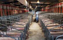 Giá lợn hơi chỉ 40.000 đồng/kg, người chăn nuôi Trung Quốc khốn đốn