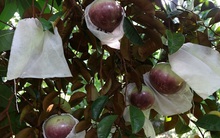 Đặc sản vú sữa của Sóc Trăng xuất khẩu sang Mỹ tăng gấp 8 lần