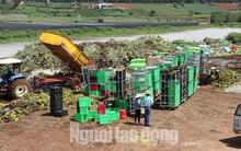 Hàng vạn cành hoa Đà Lạt xuất khẩu sang Úc buộc phải tiêu hủy