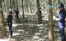 Không còn thu lãi đậm từ thanh lý cao su và cổ tức được chia, Cao su Thống Nhất (TNC) báo lãi nửa đầu năm 2021 sụt giảm 54% so với cùng kỳ