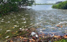 Mỹ: "Thủy triều đỏ" dữ dội làm chết 600 tấn cá ở bang Florida