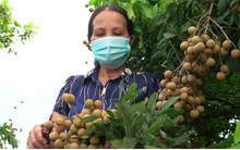 3 tấn nhãn đầu tiên chuẩn bị xuất khẩu sang châu Âu