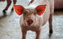 Khủng hoảng ngành chăn nuôi lợn ở Trung Quốc: Nông dân làm gì cũng lỗ