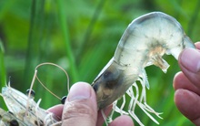 Thực phẩm Sao Ta (FMC): Doanh thu 6 tháng tăng 29% lên 2.279 tỷ đồng